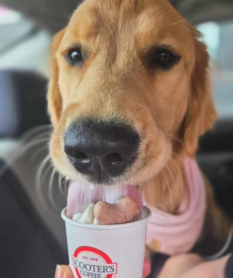 Scooters Coffee 3 768x915