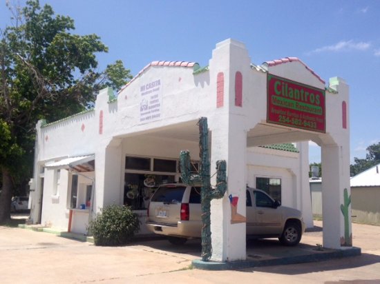 cilantros 4